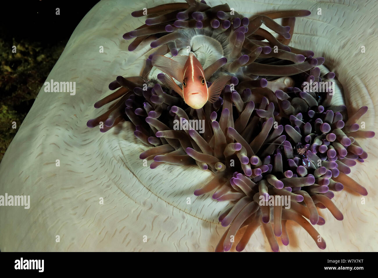 Pink anemonefish (Amphiprion perideraion) in Magnificent sea anemone (Heteractis magnifica) with Holthuis commensal shrimps (Periclimenes holthuisi) Philippines. Sulu Sea. Stock Photo