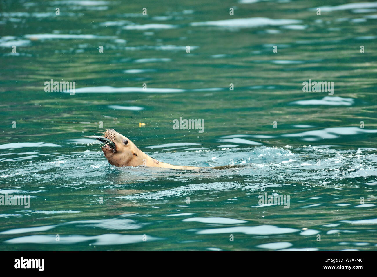 Steller sea lion (Eumetopias jubatus) at the surface eating a fish