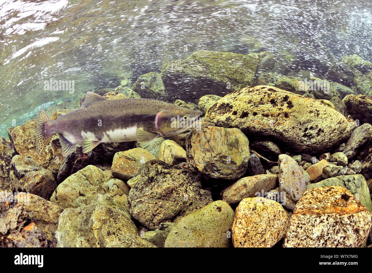 Humpback / Pink salmon (Oncorhynchus gorbuscha) migrating up river to spawn, Alaska, USA. Stock Photo