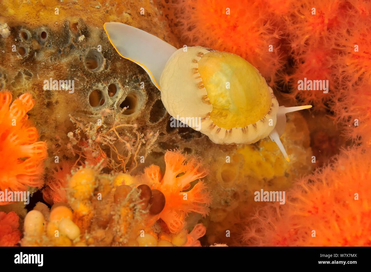Elongate lamellaria sea snail (Limneria prolongata), Alaska, USA, Gulf of Alaska. Pacific ocean. Stock Photo