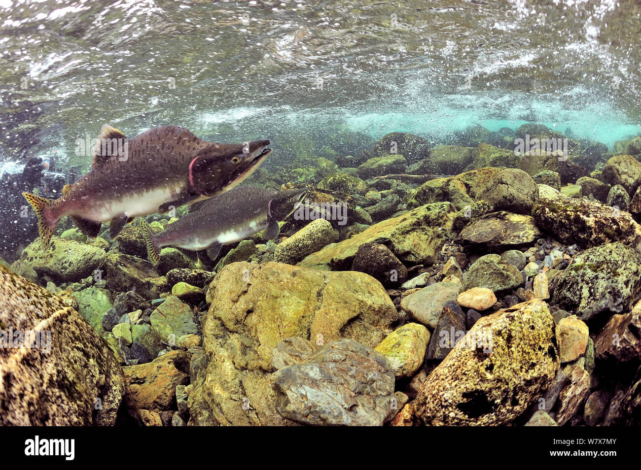 Pink humpback salmon oncorhynchus gorbuscha hi-res stock photography ...