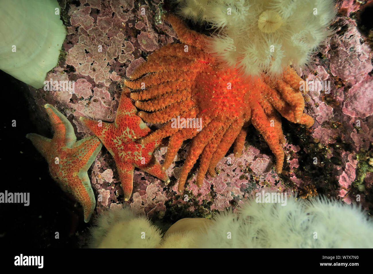 White Thorny Starfish - Knobby Sea Stars - Bumpy Star - California