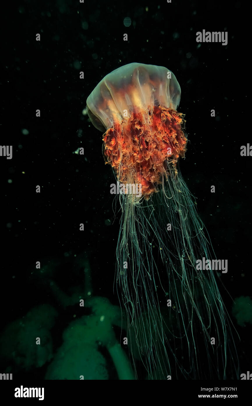 Lion's mane jellyfish (Cyanea capillata), Alaska, USA, Gulf of Alaska. Pacific ocean. Stock Photo