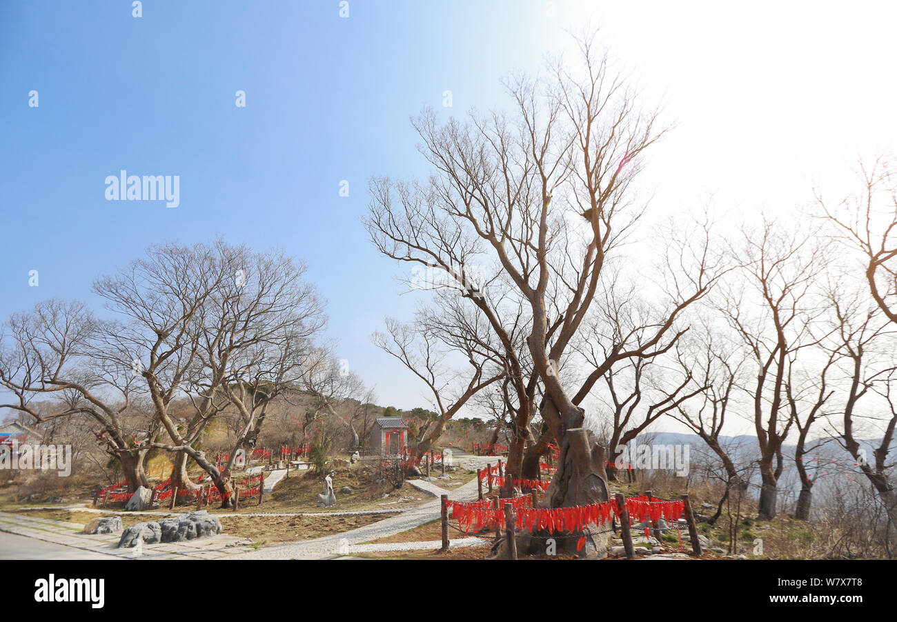 --FILE--Ulmus parvifolia, commonly known as the Chinese elm or lacebark elm trees representing love, are pictured at the Peijiazhuang village well-kno Stock Photo