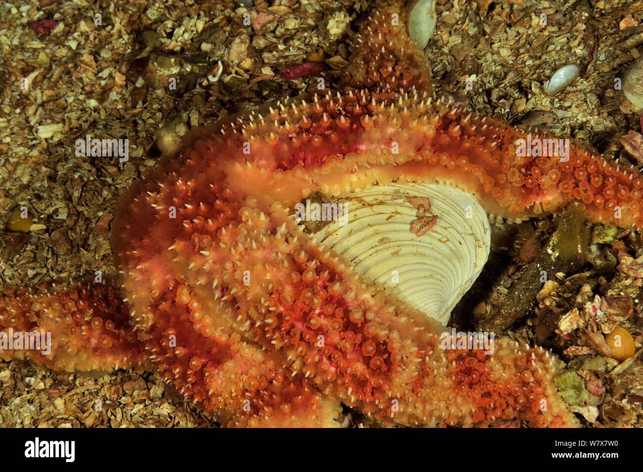 Painted star (Orthasterias koehleri) eating a shell, Alaska, USA, Gulf of Alaska. Pacific ocean. Stock Photo