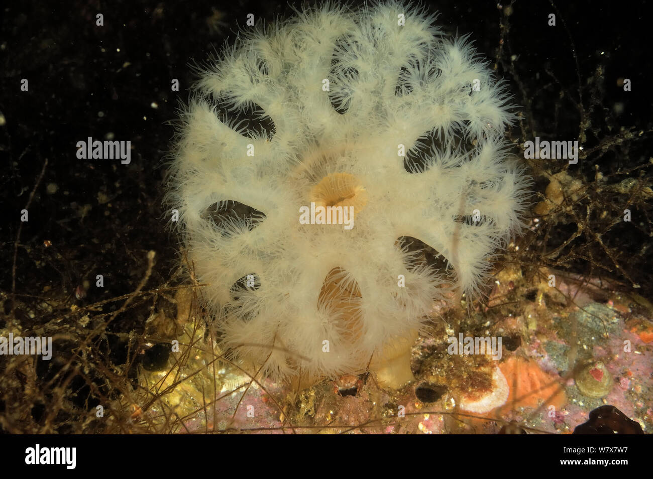 Giant plumrose anemone (Metridium farcimen), Alaska, USA, Gulf of Alaska. Pacific ocean. Stock Photo