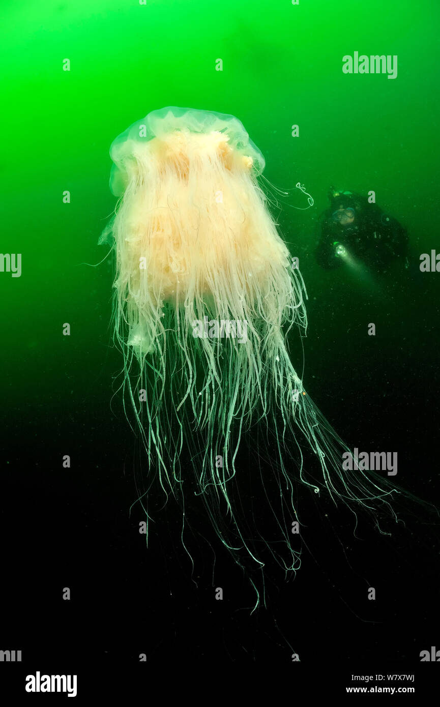 Diver behind a Lion&#39;s mane jellyfish (Cyanea capillata), Alaska, USA, Gulf of Alaska. Pacific ocean. August 2011. Stock Photo