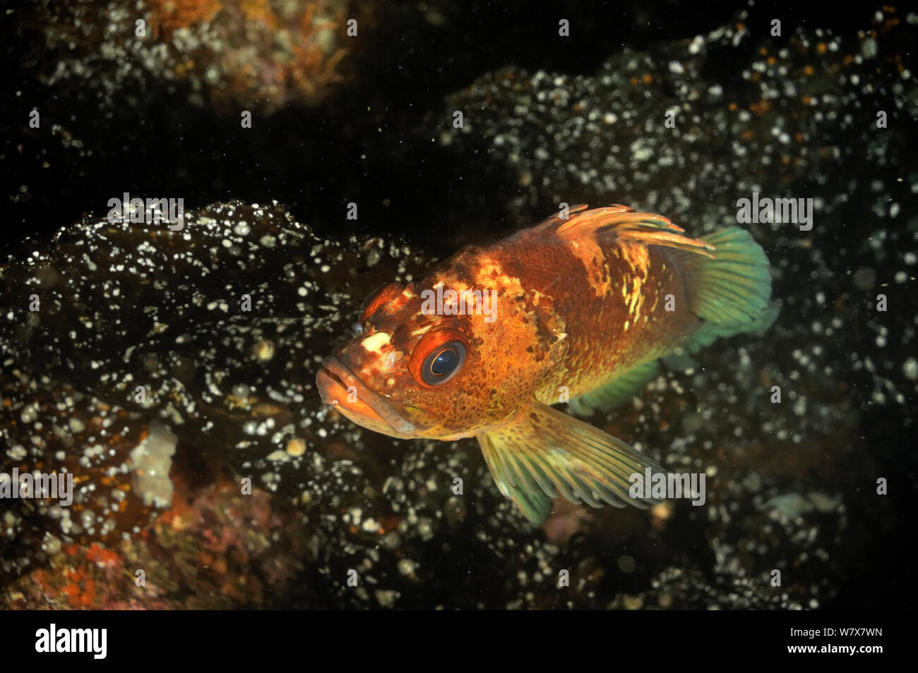 Quillback rockfish / Orange-spotted rockfish (Sebastes maliger), Alaska, USA, Gulf of Alaska. Pacific ocean. Stock Photo