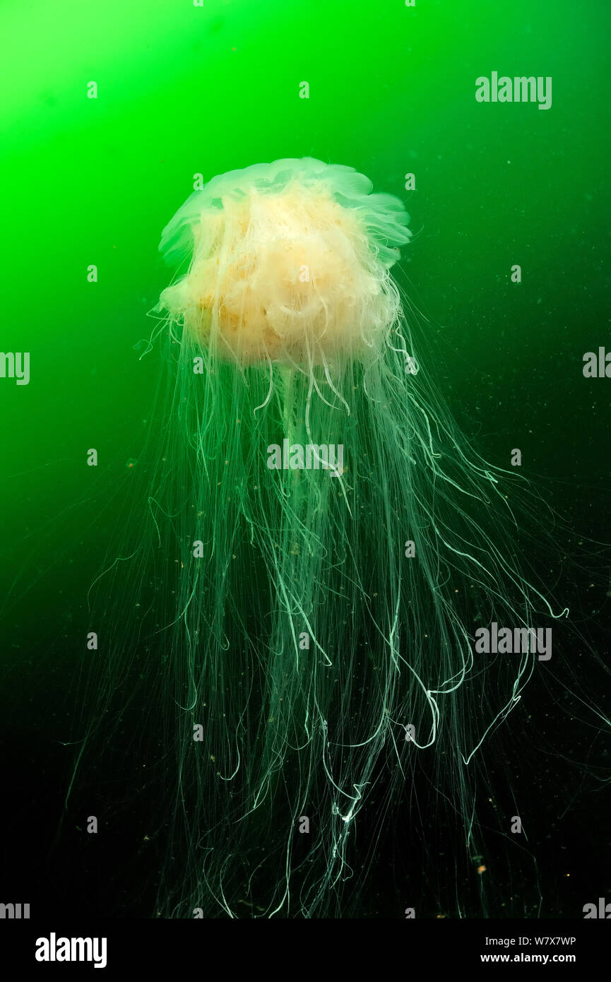Lion's mane jellyfish (Cyanea capillata), Alaska, USA, Gulf of Alaska. Pacific ocean. Stock Photo