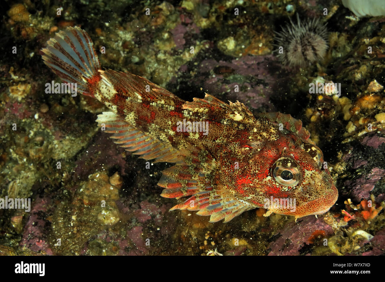 Red Irish lord (Hemilepidotus hemilepidotus), Alaska, USA, Gulf of Alaska. Pacific ocean. Stock Photo