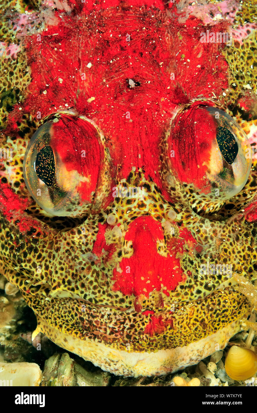 Close-up of the head of a Red Irish lord (Hemilepidotus hemilepidotus), Alaska, USA, Gulf of Alaska. Pacific ocean. Stock Photo