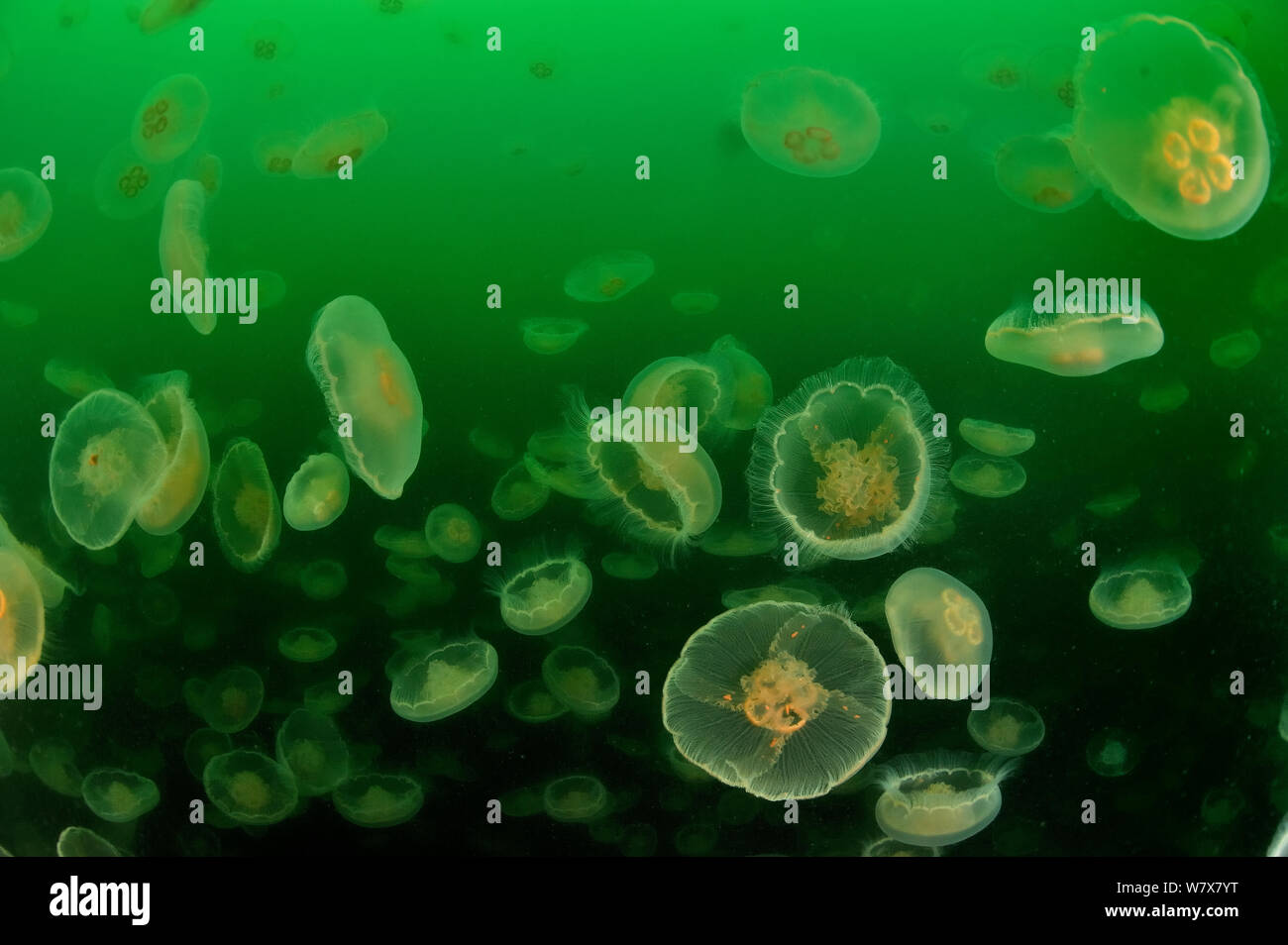 Multitudes of Moon jellyfish (Aurelia labiata), Alaska, USA, Gulf of Alaska. Pacific ocean. Stock Photo