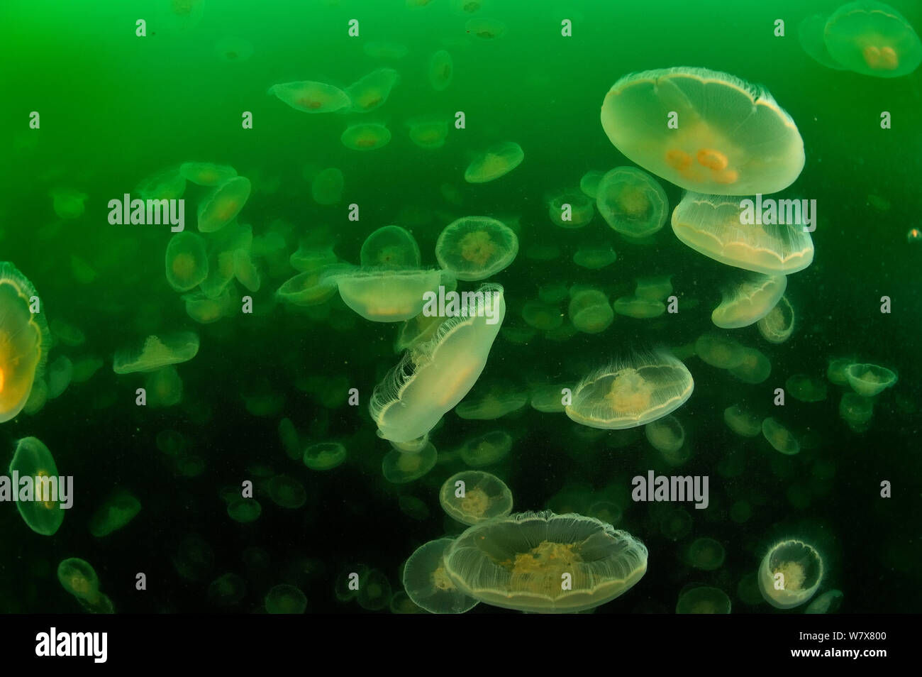 Multitudes of Moon jellyfish (Aurelia labiata), Alaska, USA, Gulf of Alaska. Pacific ocean. Stock Photo