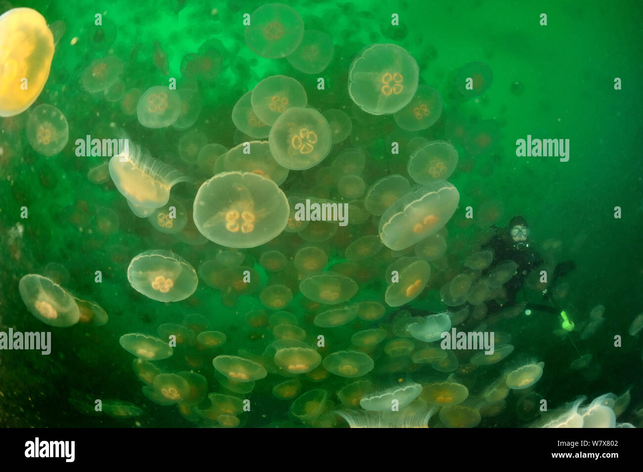 Diver half hidden by a multitude of moon jellyfish (Aurelia labiata), Alaska, USA, Gulf of Alaska. Pacific ocean. August 2011. Stock Photo