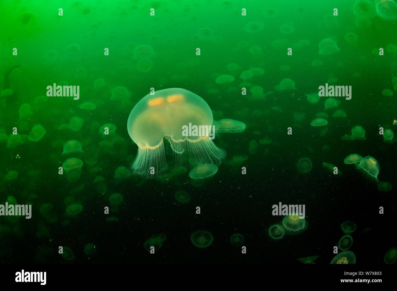 Multitudes of Moon jellyfish (Aurelia labiata), Alaska, USA, Gulf of Alaska. Pacific ocean. Stock Photo