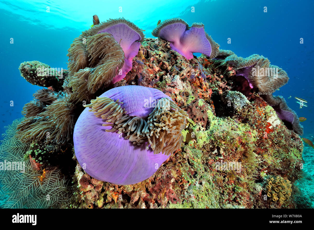 Magnificent sea anemones (Heteractis magnifica) with Maldives anemonefish (Amphiprion nigripes) on a coral reef,  Maldives. Indian ocean. Stock Photo