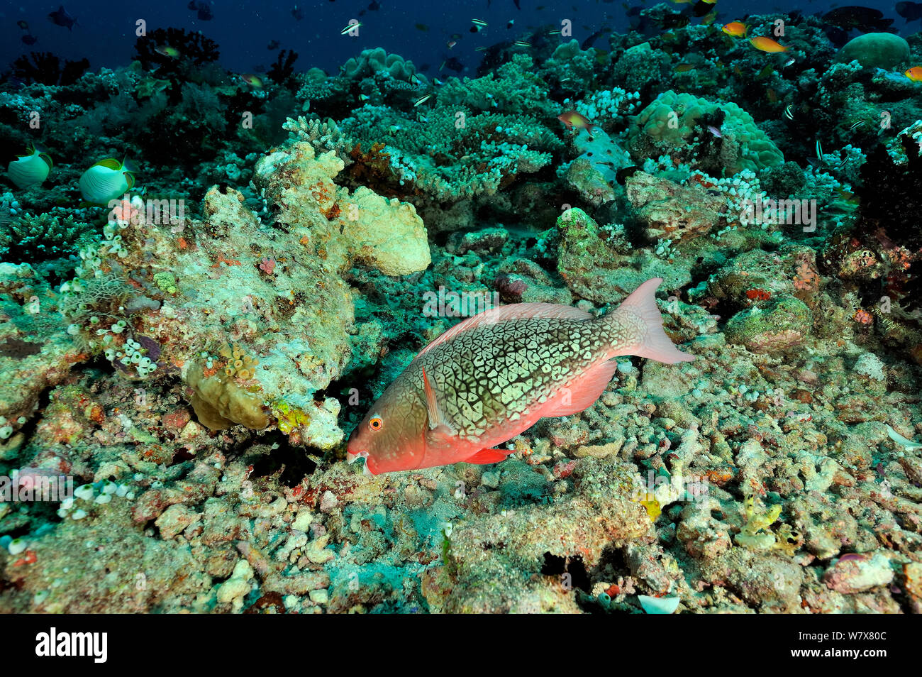 Female Ember parrotfish (Scarus rubroviolaceus) feeding on coral,  Maldives. Indian Ocean. Stock Photo