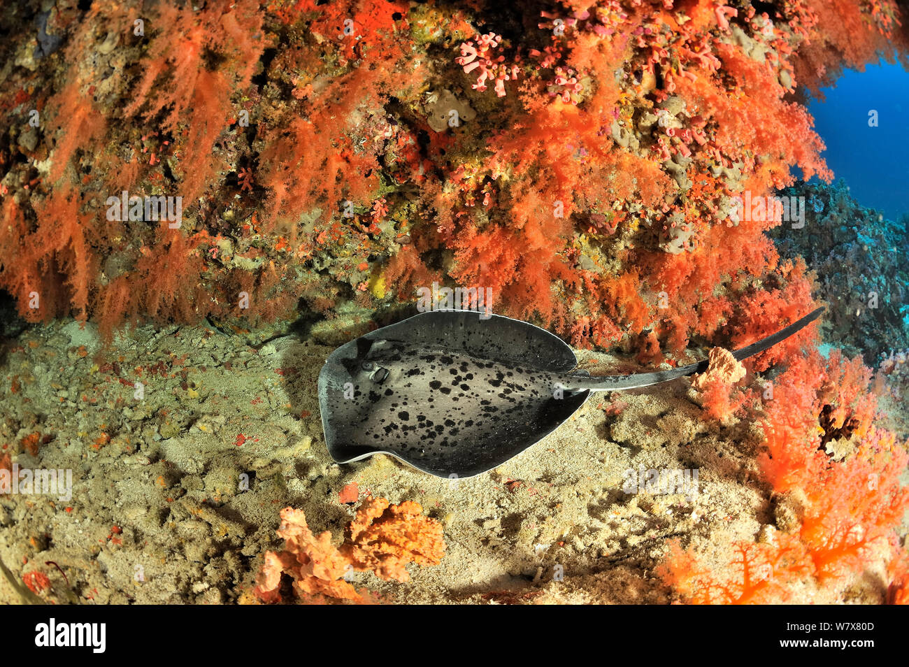 Coral drop off covered with Soft corals (Scleronephthya) and a Blackspotted stingray (Taeniura melanospilos) Maldives. Indian Ocean. Stock Photo