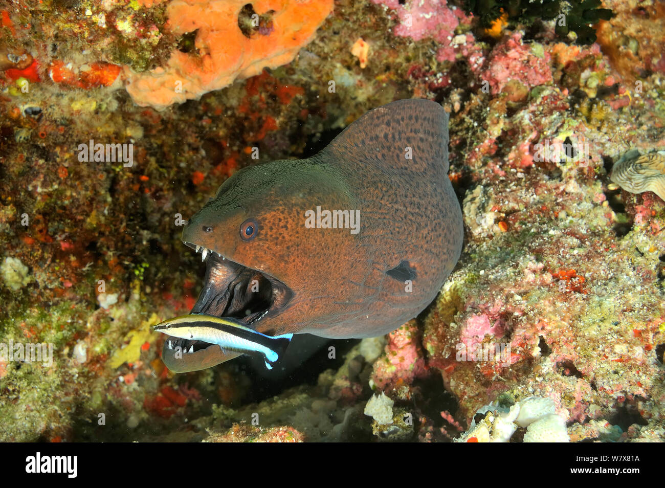 Bluestreak cleaner wrasses (Labroides dimidiatus) cleaning a Giant moray (Gymnothorax javanicus) Maldives. Indian Ocean. Stock Photo