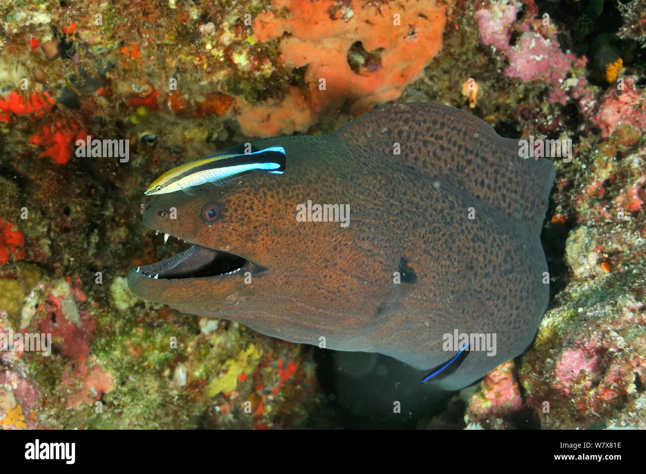 Two Bluestreak cleaner wrasses (Labroides dimidiatus) one a juvenile, cleaning a Giant moray (Gymnothorax javanicus) Maldives. Indian Ocean. Stock Photo