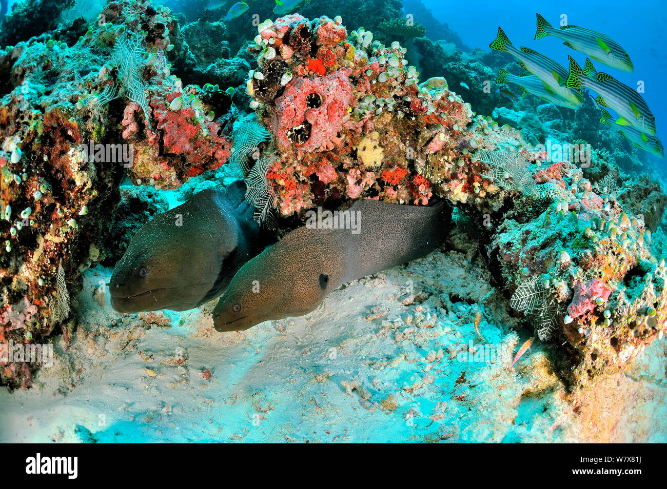 Two Giant morays (Gymnothorax javanicus) coming out of their burrows on coral reef, with Oriental sweetlips (Plectorhinchus orientalis) on background,  Maldives. Indian Ocean. Stock Photo