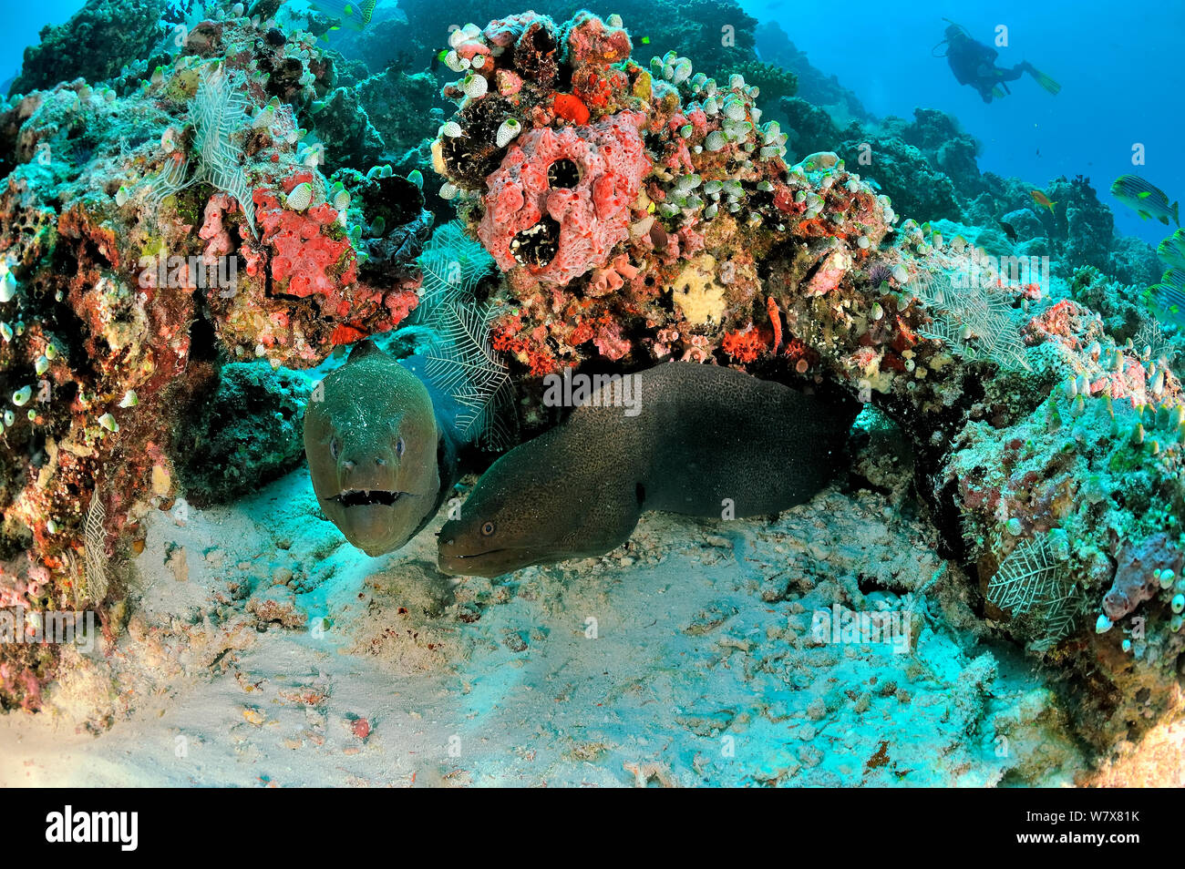 Two Giant morays (Gymnothorax javanicus) coming out of their burrows on coral reef, with Oriental sweetlips (Plectorhinchus orientalis) on background,  Maldives. Indian Ocean. Stock Photo