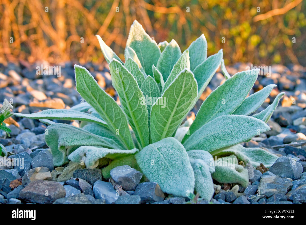 mullein plant in its first year in glow of early morning light Stock Photo