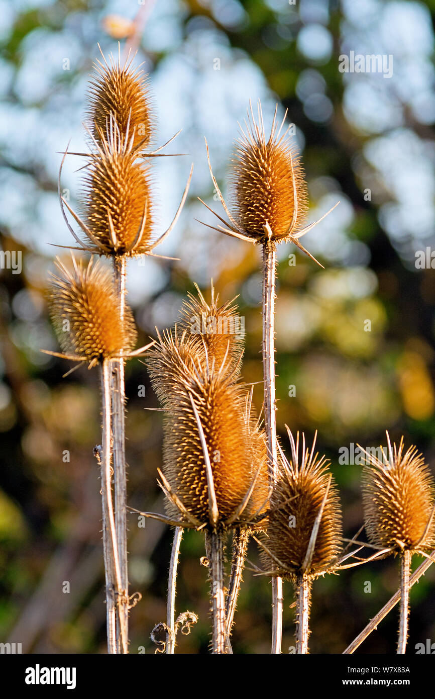 Thistle plants in glow of early morning light Stock Photo