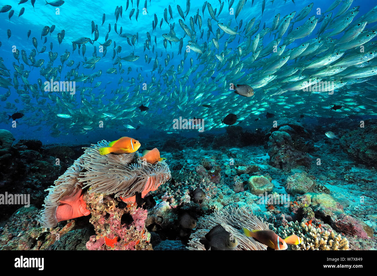 School of Mackerel scads (Decapterus macarellus) swimming over a reef with Maldives anemonefish (Amphiprion nigripes) in Magnificent sea anemones (Heteractis magnifica) Maldives. Indian Ocean. Stock Photo