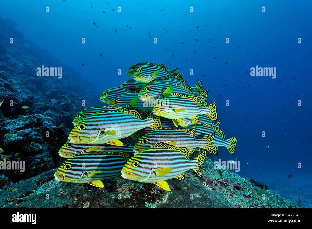 School of Oriental sweetlips (Plectorhinchus orientalis) at a cleaning station, Maldives. Indian Ocean. Stock Photo