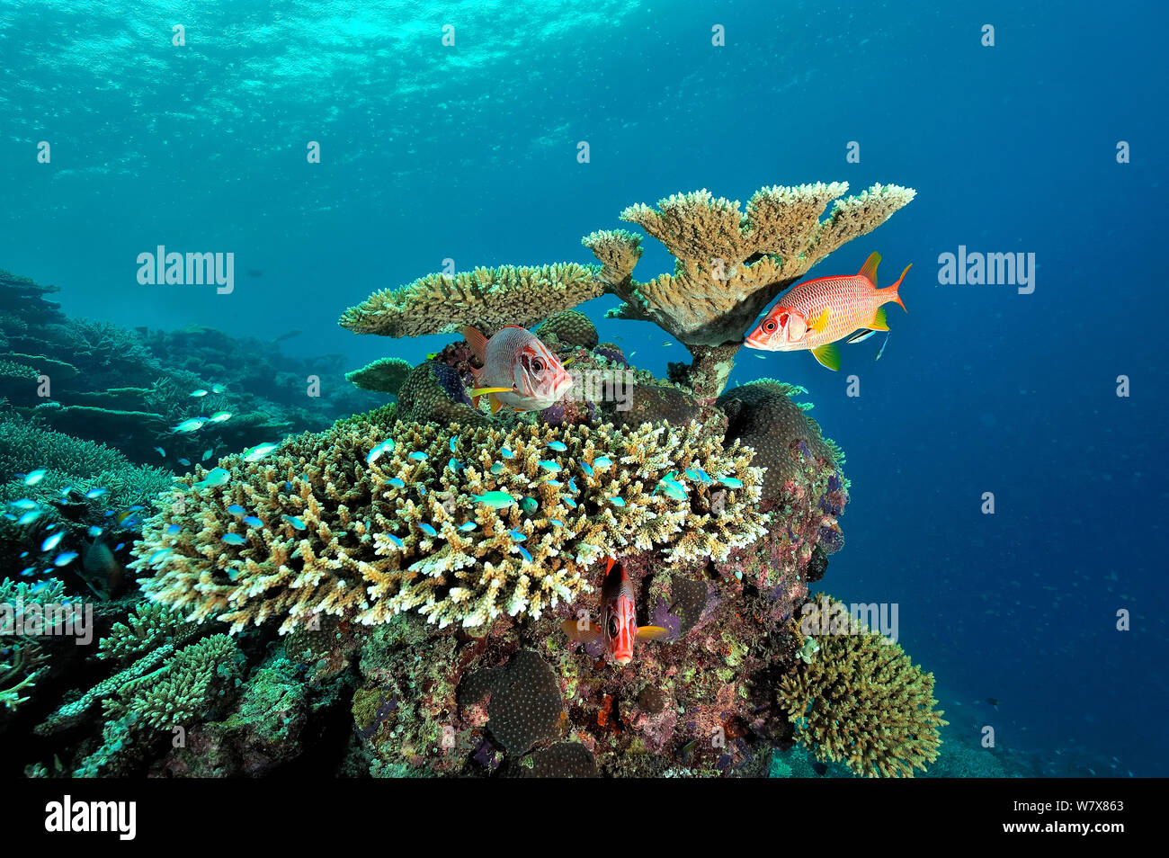 Giant squirrelfish (Sargocentron spiniferum) and Table corals (Acropora ) Maldives. Indian Ocean. Stock Photo