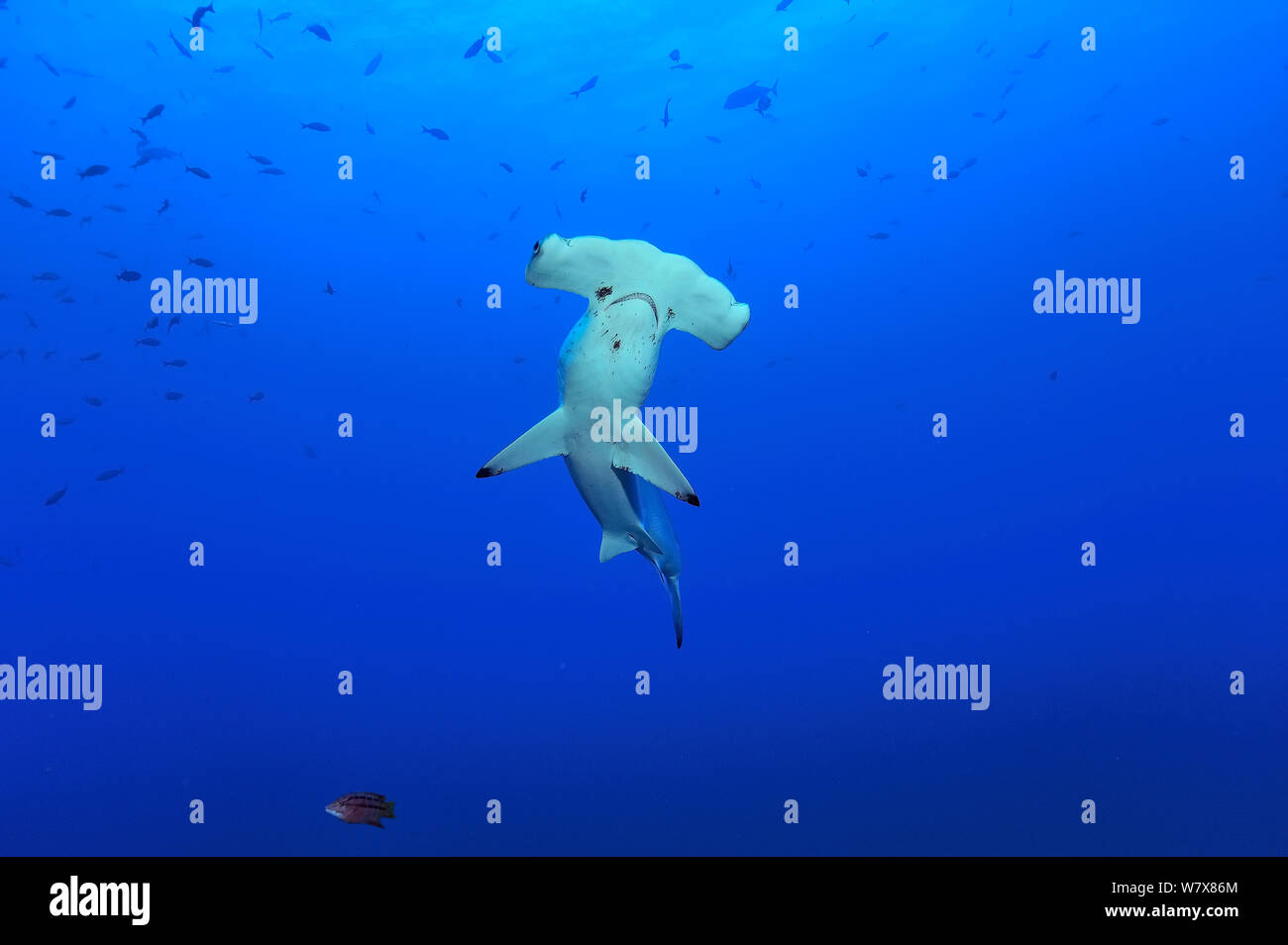 Scalloped hammerhead (Sphyrna lewini), Cocos Island , Costa Rica