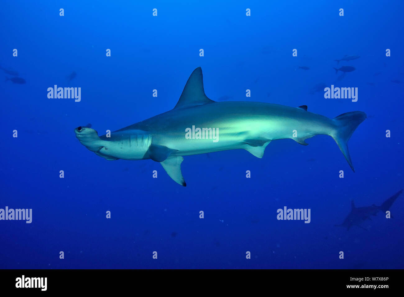 Profile Scalloped Hammerhead Shark Sphyrna High Resolution Stock Photography And Images Alamy Profile Scalloped Hammerhead Shark Sphyrna High Resolution Stock Photography And Images Alamy