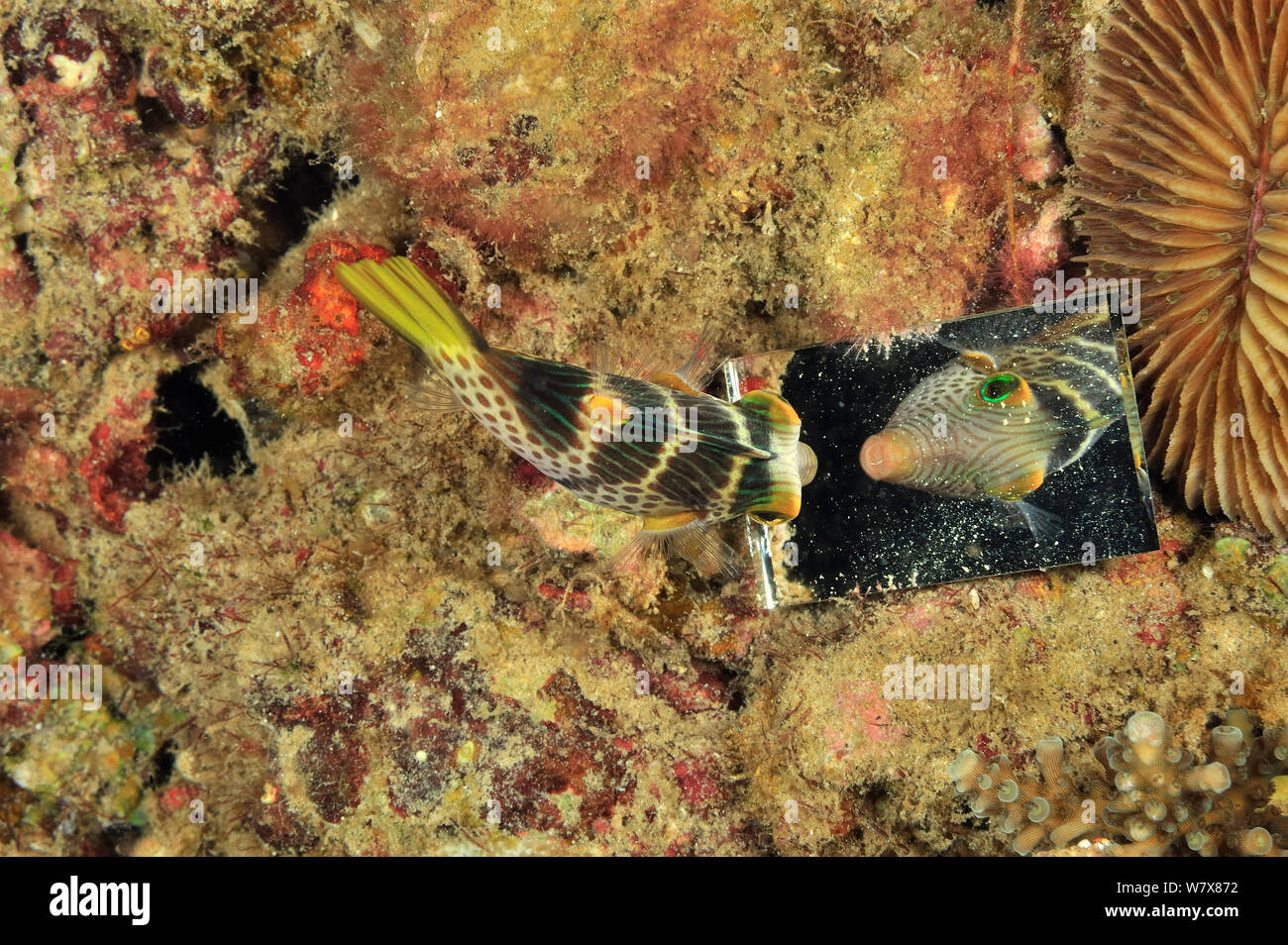 Saddled toby / pufferfish (Canthigaster valentini) looking to its reflection in small river which it sees as a rival. Philippines. Sulu Sea. Stock Photo