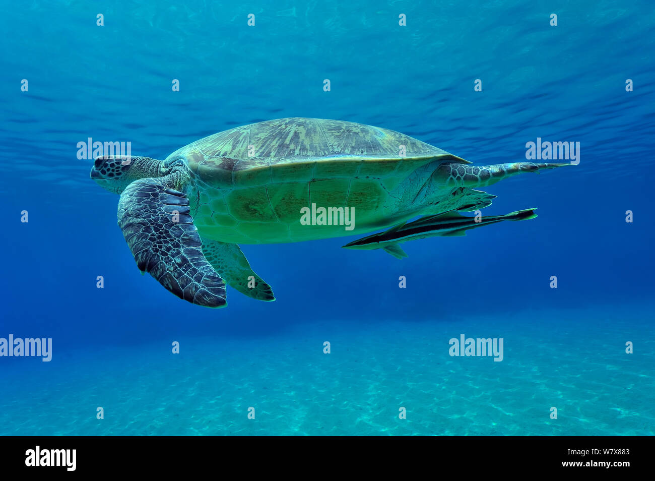 Swimming green turtle (Chelonia mydas) with a remora (Echeneis naucrates) under its body,  Egypt. Red Sea. Stock Photo