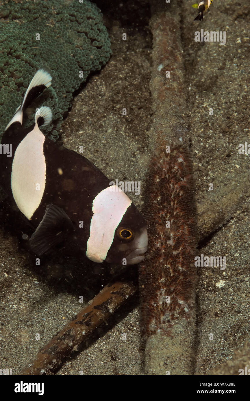 Saddleback anemonefish (Amphiprion polymnus) ventilating its eggs near a Haddon's sea anemone (Stichodactyla haddoni), Manado, Indonesia. Sulawesi Sea. Stock Photo