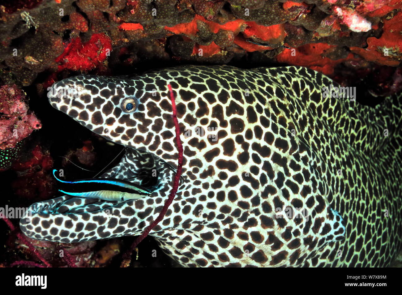 Honeycomb moray (Gymnothorax favagineus) having its mouth cleaned by a common cleanerfish (Labroides dimidiatus), Daymaniyat islands, Oman. Gulf of Oman. Stock Photo