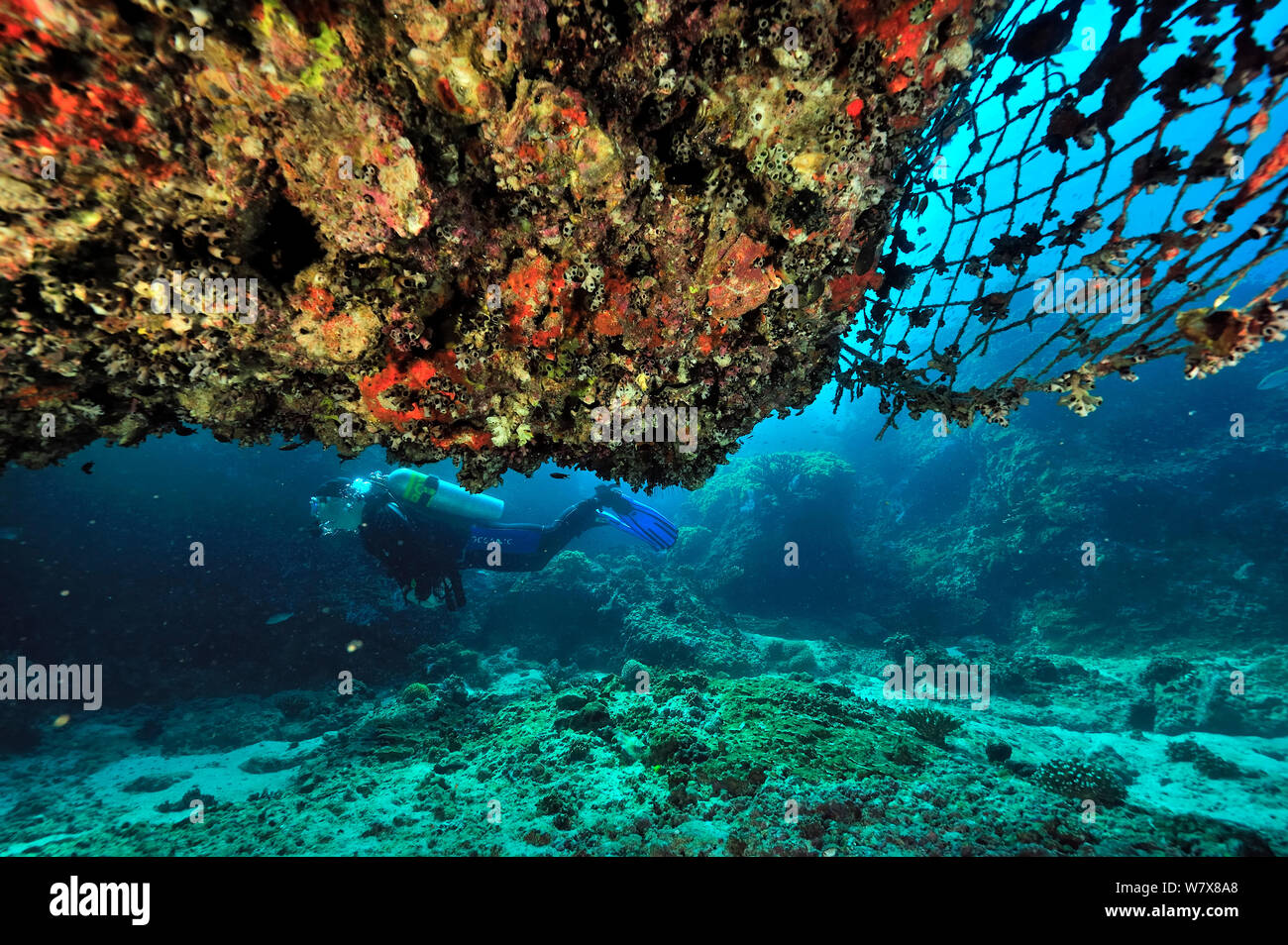 Diver in cave under a reef with net caught on it, Daymaniyat islands, Oman. Gulf of Oman. October 2010. Stock Photo