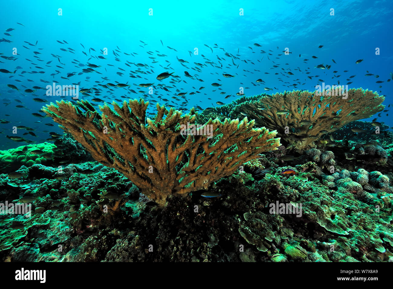 Coral reef with ternate pullers / chromis (Chromis ternatensis) above hard corals tables (Acropora ), Daymaniyat islands, Oman. Gulf of Oman. Stock Photo