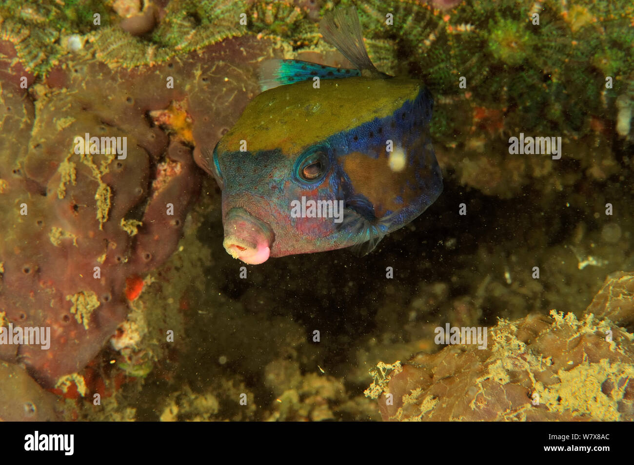 Bluetail trunkfish / boxfish (Ostracion cyanurus), Daymaniyat islands, Oman. Gulf of Oman. Stock Photo