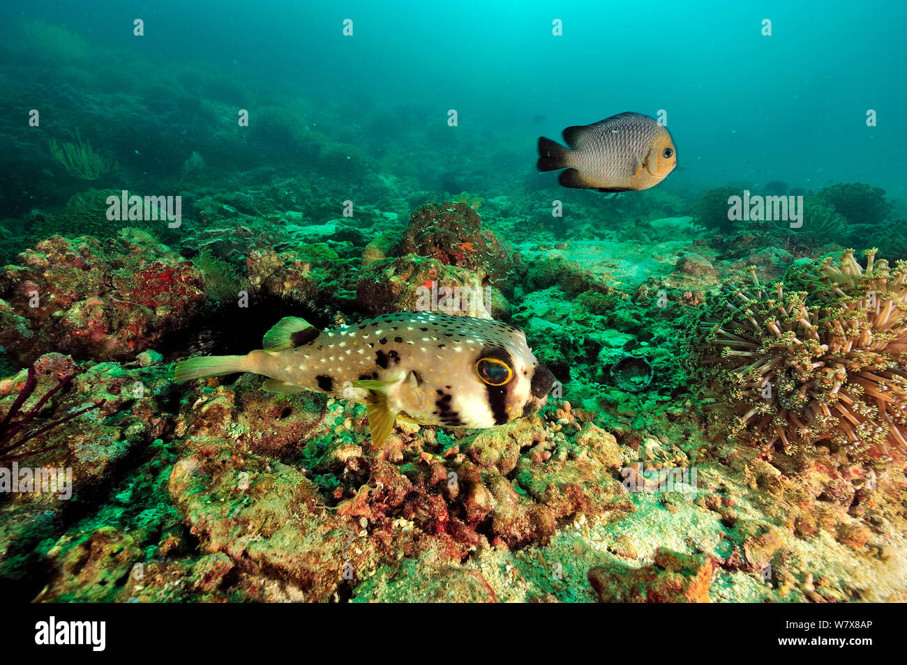Masked porcupinefish (Diodon liturosus) and a Threespot dascyllus / damselfish (Dascyllus trimaculatus), Daymaniyat islands, Oman. Gulf of Oman. Stock Photo