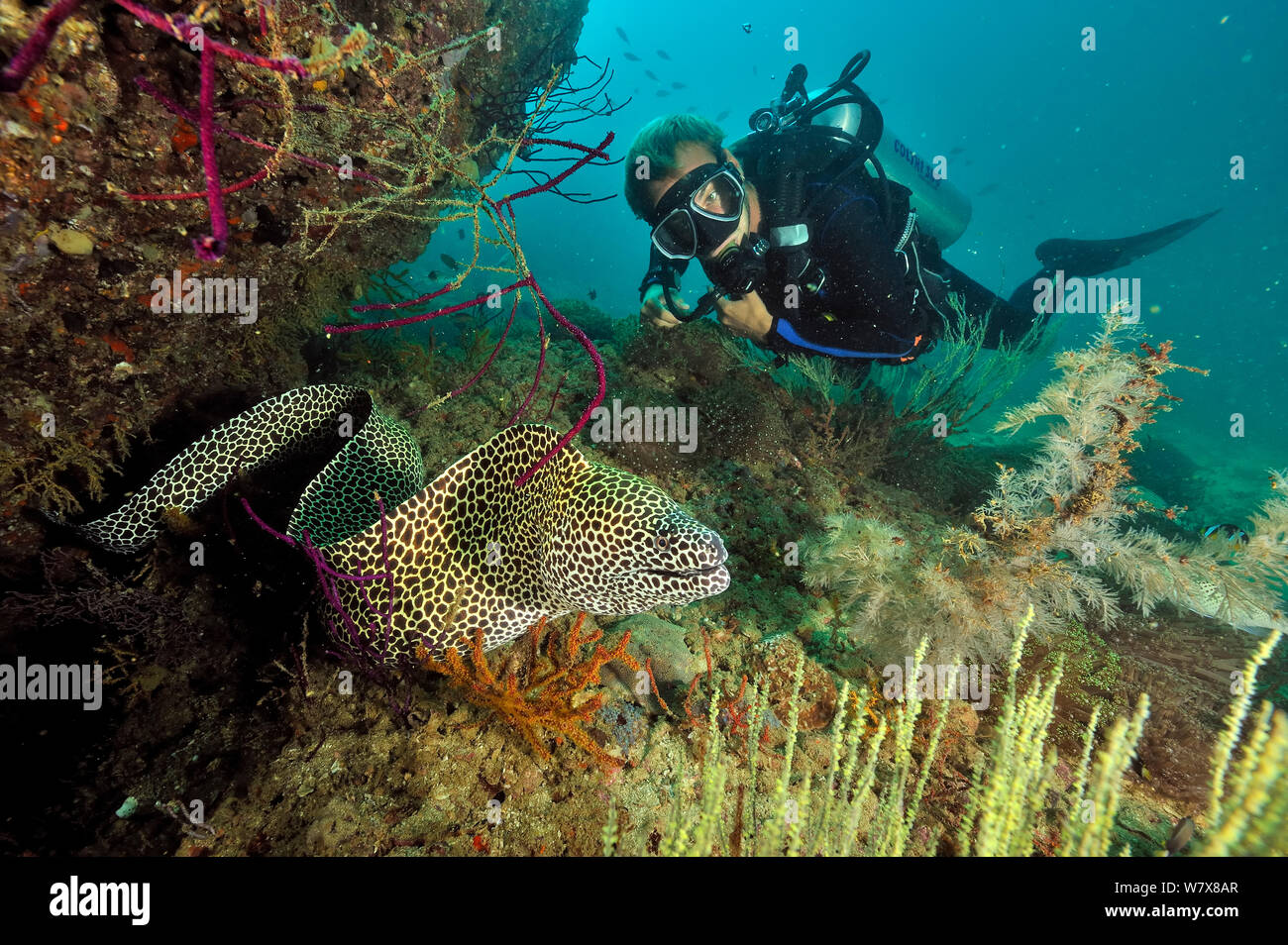 Diver with a honeycomb moray (Gymnothorax favagineus) out of its hole, Daymaniyat islands, Oman. Gulf of Oman. October 2010. Stock Photo
