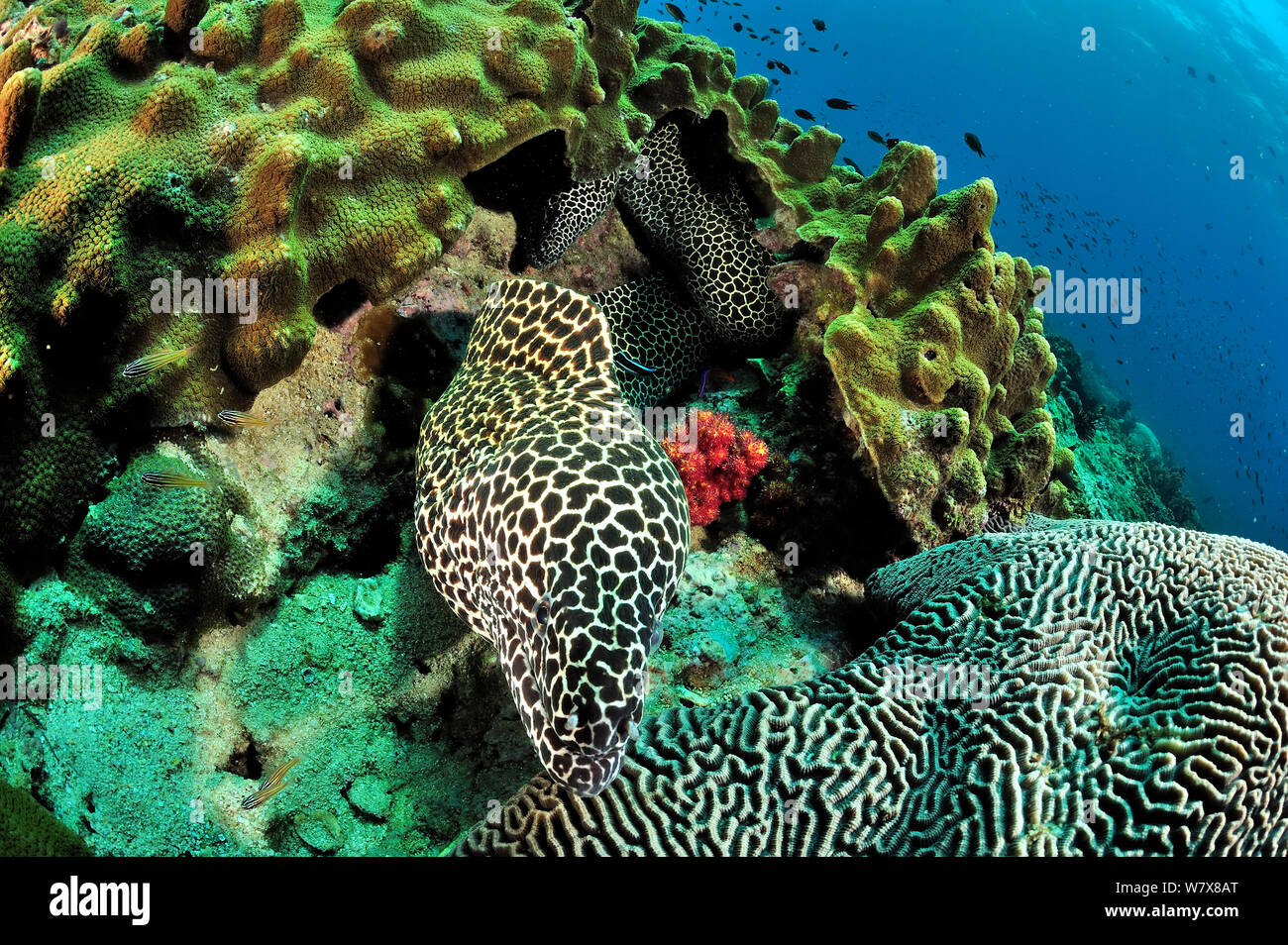 Honeycomb moray (Gymnothorax favagineus) out of its burrow / its hole close to a brain coral (Platygyra lamellina) with another one behind it, Daymaniyat islands, Oman. Gulf of Oman. Stock Photo