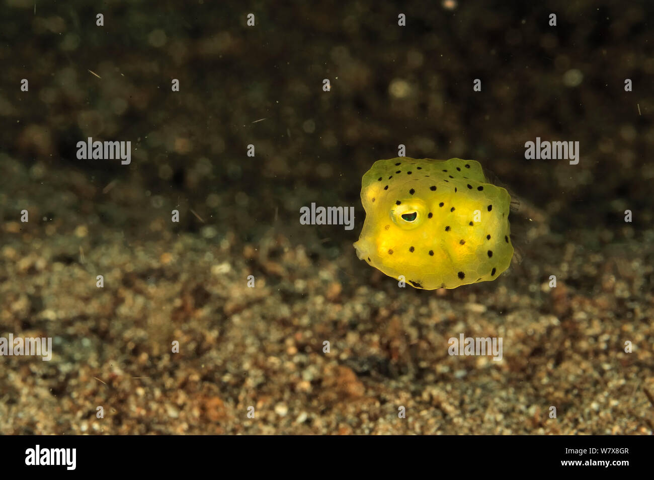 Juvenile Yellow boxfish (Ostracion cubicus), Manado, Indonesia. Sulawesi Sea. Stock Photo