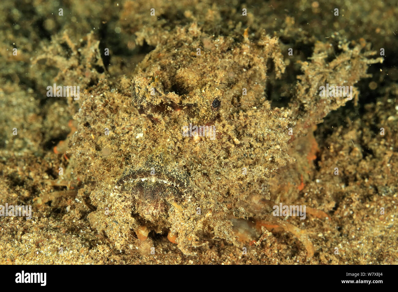 Spiny devilfish (Inimicus didactylus) camouflaged on sand, Manado, Indonesia. Sulawesi Sea. Stock Photo