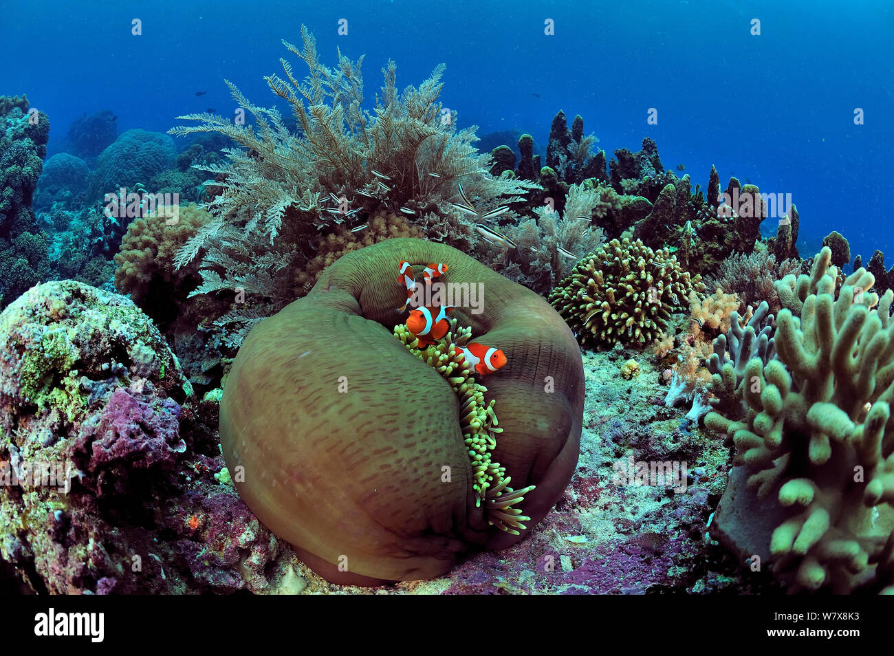Indonesian coral reef with Magnificent sea anemone (Heteractis magnifica) and False clown anemonefish (Amphiprion ocellaris), hydroids and hard corals, Manado, Indonesia. Sulawesi Sea. Stock Photo