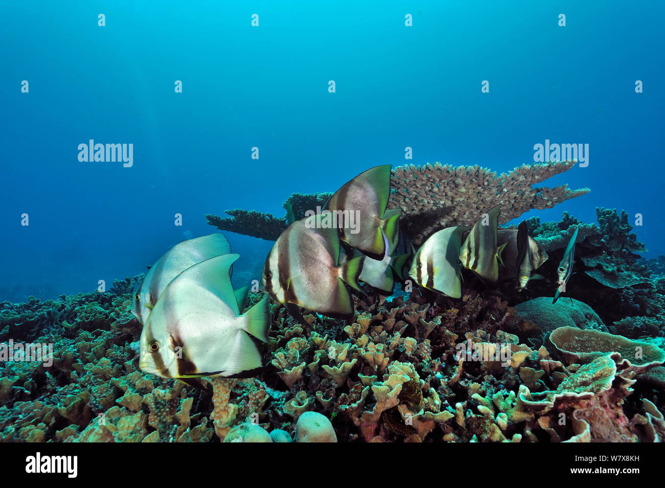Small school of Shaded batfish (Platax pinnatus) on a coral reef, Manado, Indonesia. Sulawesi Sea. Stock Photo