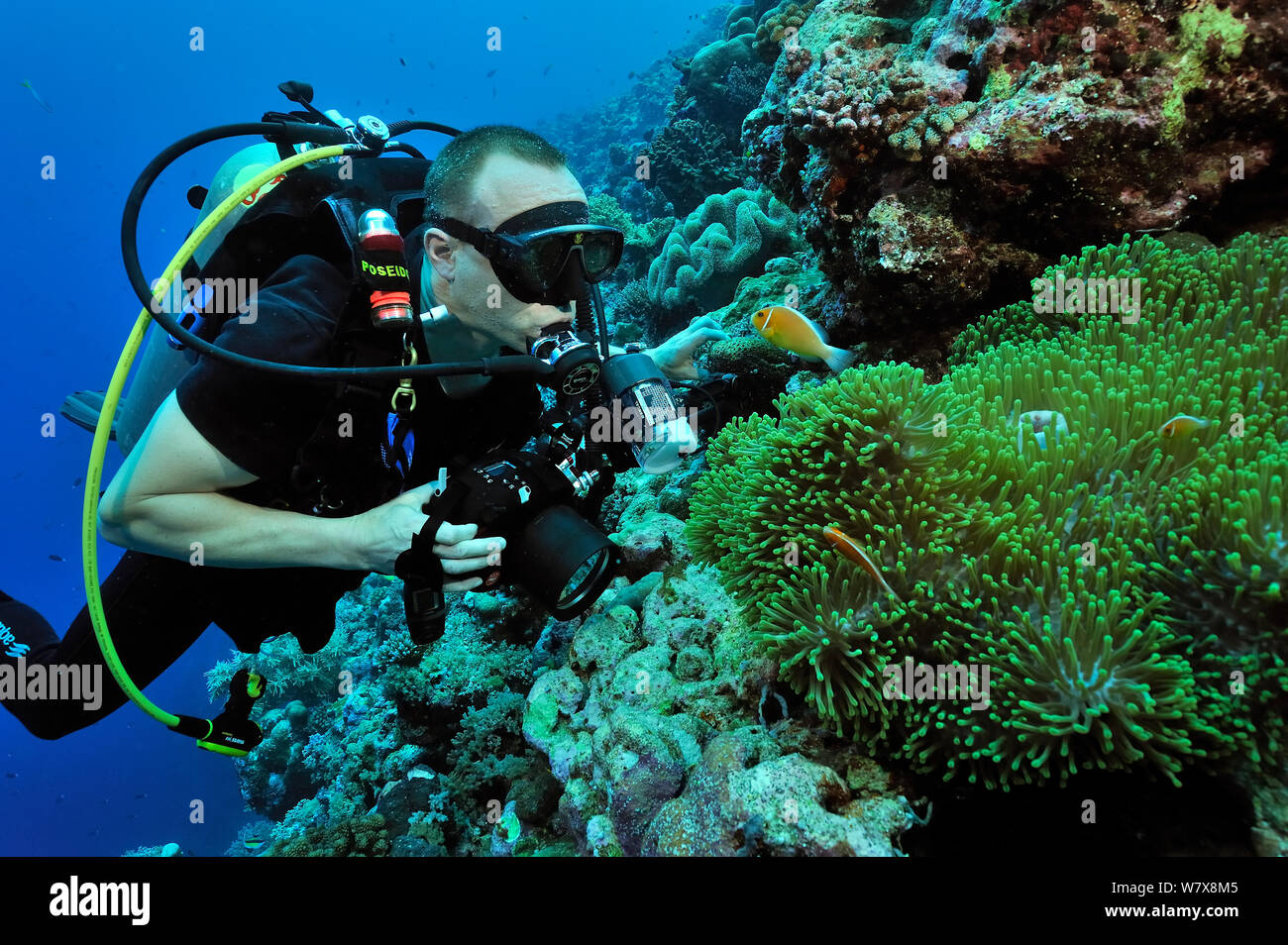 Underwater photographer taking pictures of Magnificent sea anemone (Heteractis magnifica) and Pink anemonefish (Amphiprion perideraion) Palau. Philippine Sea. April 2010. Stock Photo