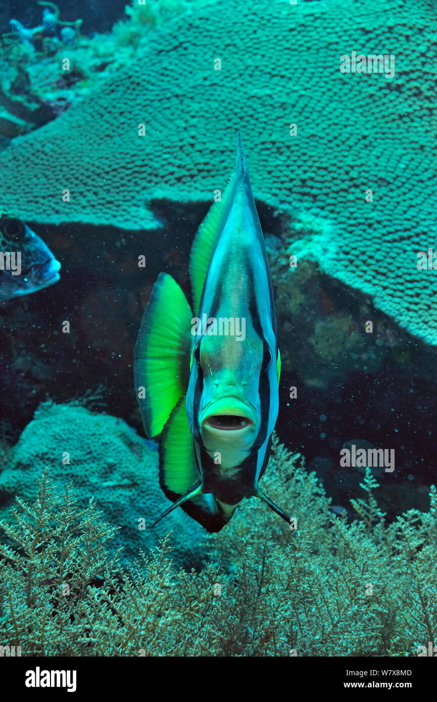 Shaded / Long-finned batfish (Platax pinnatus) Palau. Philippine Sea. Stock Photo