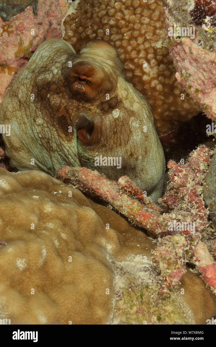 Common reef octopus (Octopus cyanea) resting at night, Palau. Philippine Sea. Stock Photo